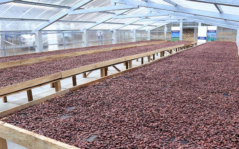 Los invernaderos optimizan cultivo de cacao