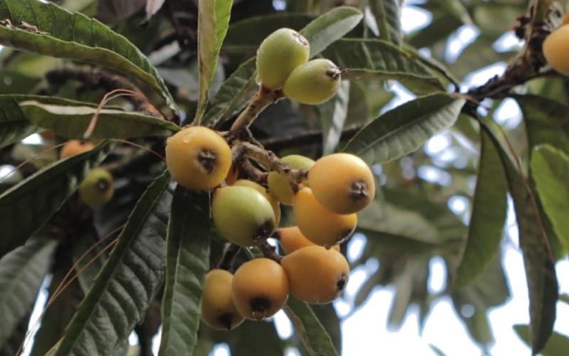 Los nísperos son ricos en vitaminas, antioxidantes y fibra 