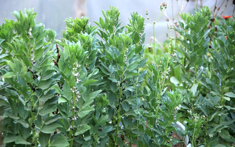 Los principales cultivos de haba están en tres departamentos