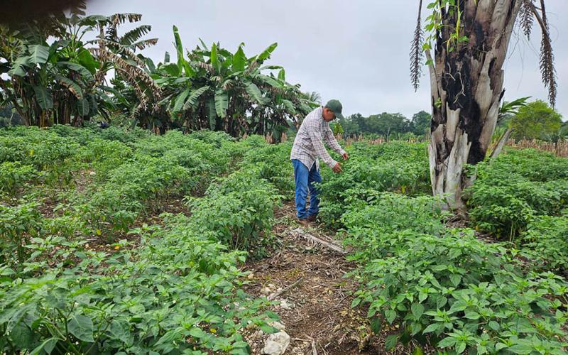 Ofrecen asesoría técnica en control de plagas