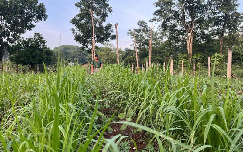 Pastos mejorados contribuyen a reducir efectos del cambio climático