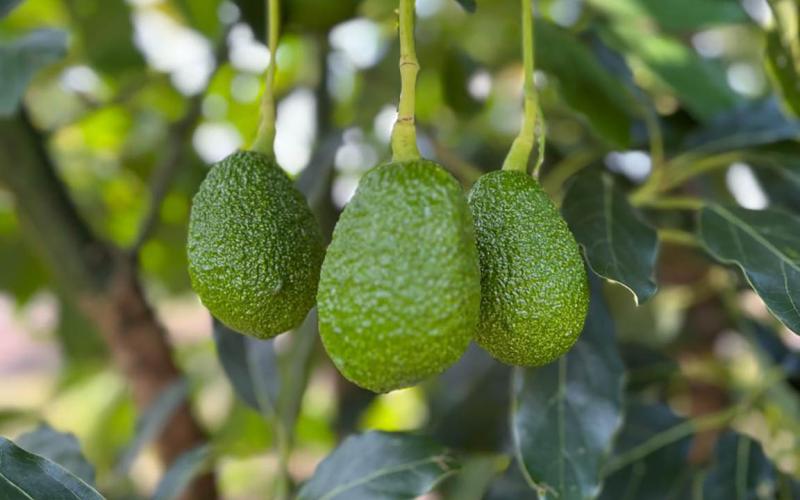 Productores están optimistas ante oportunidad de exportar aguacate Hass a EE. UU.