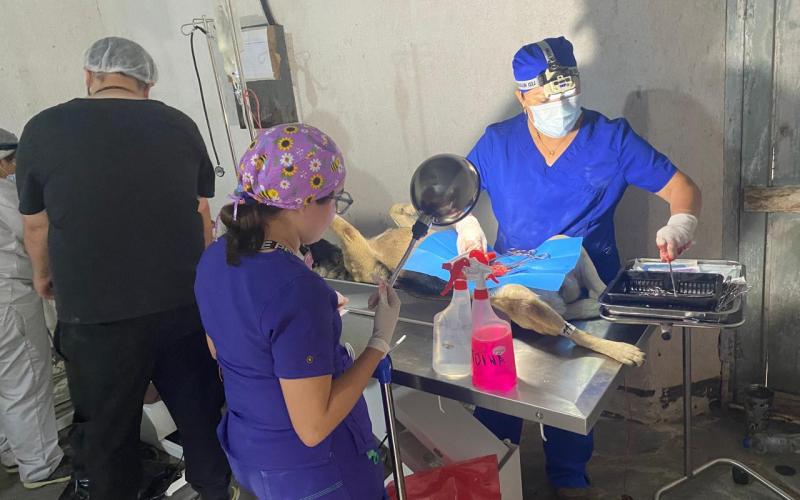 Sololá: Promueven jornada de castración para regulación de perros callejeros