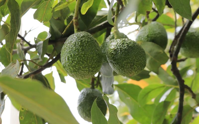 Pronto podrían realizarse primeras exportaciones de aguacate guatemalteco a EE. UU.