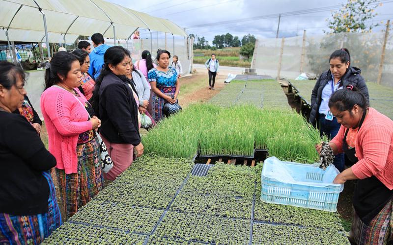 Replicarán huerto modelo de Parramos en Fraijanes