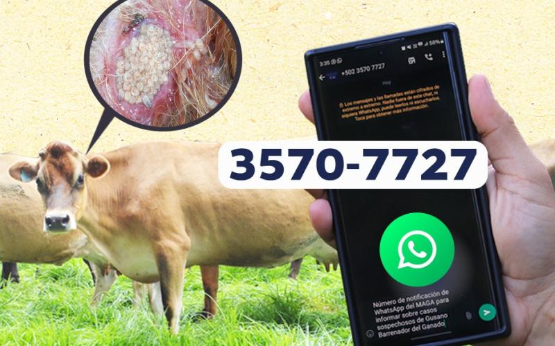 Reportar casos sospechosos de gusano barrenador es clave para evitar su propagación 