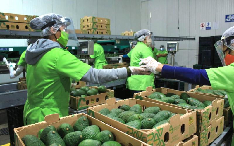 Requisitos clave para exportar aguacate Hass guatemalteco a los Estados Unidos
