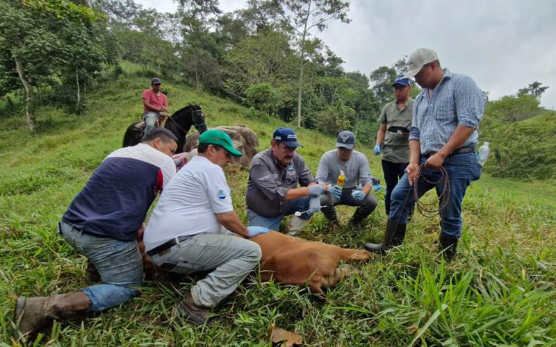 Se recupera el 72% de las reses afectadas por el Gusano Barrenador del Ganado