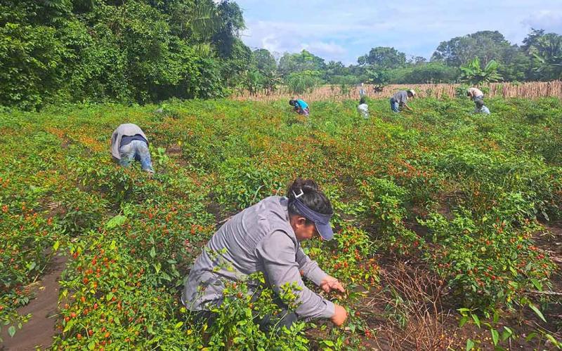 Se apoya el corte de chile cobanero en parcela demostrativa