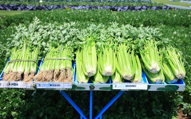 Un cultivo de alta demanda: el apio 