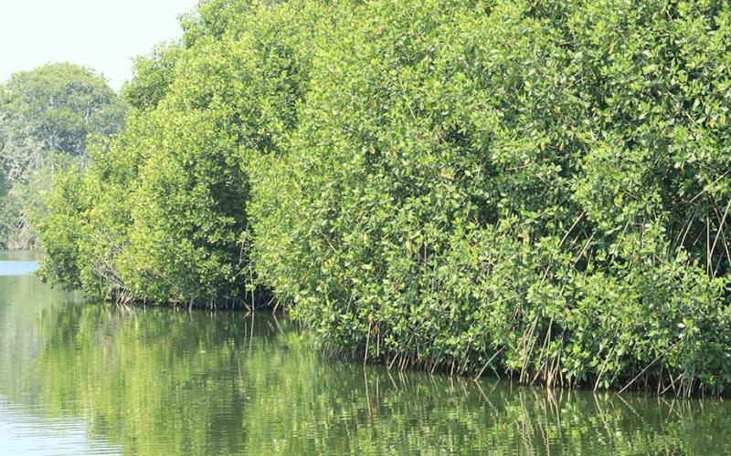 Un ecosistema que almacena CO2