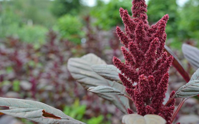 Un superalimento: el amaranto