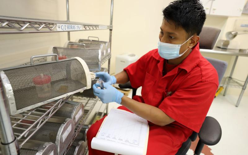 Un total de 13.8 millones de moscas estériles de gusano barrenador han sido dispersadas