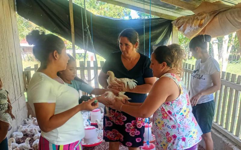 Vacunan pollos y capacitan a productores de Dolores, Petén