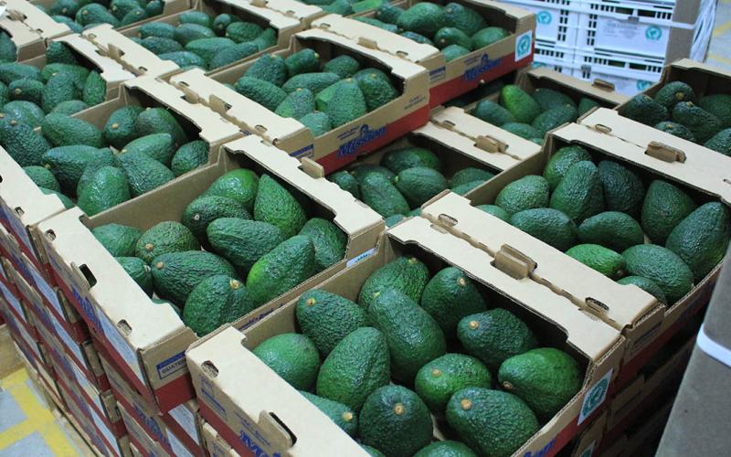Cumplir las normas y accesibilidad: claves para la exportación de aguacate Hass a EE.UU.