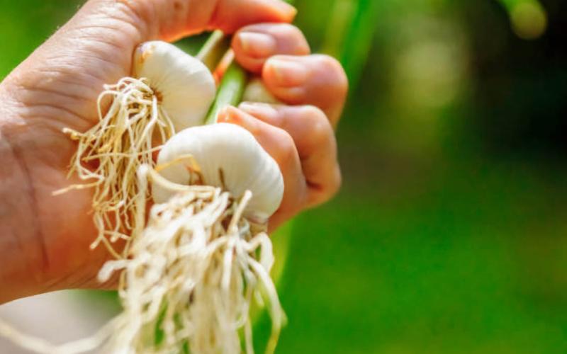 ¿En dónde se cultiva el ajo en Guatemala?