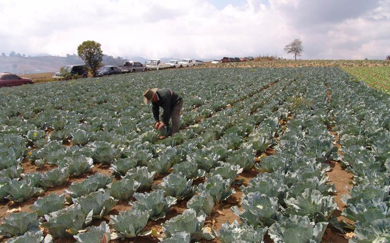 ¿Qué es la horticultura?