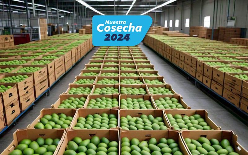 Abriendo mercados: Aguacate Hass hacia EE. UU.  