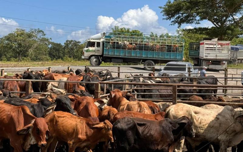 Acciones preventivas permiten detectar casos de Gusano Barrenador del Ganado