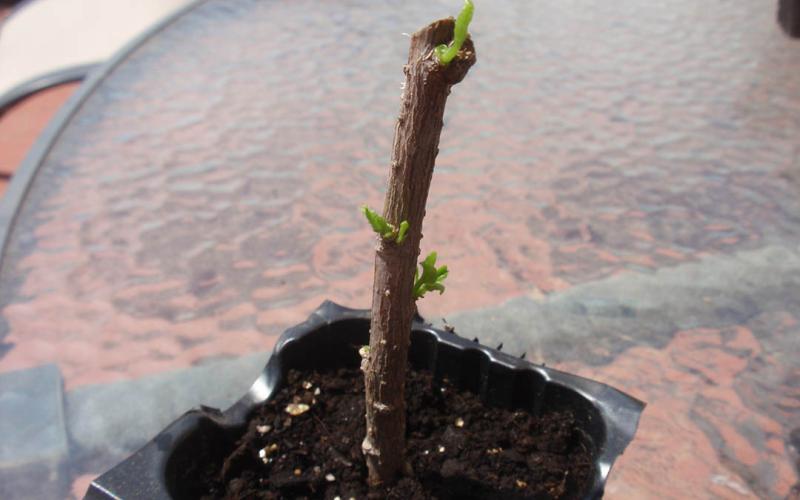 Aprenda qué es un esqueje