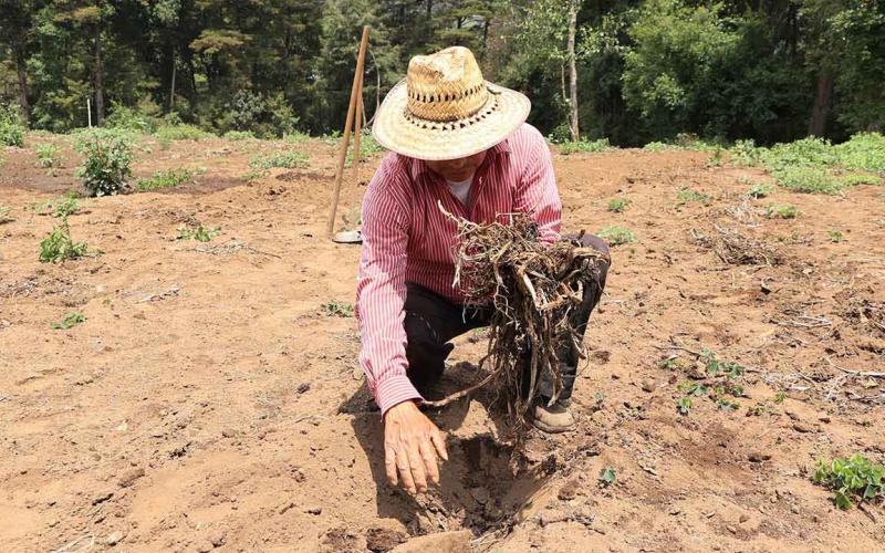 Aprenda a qué se le llama rastrojo