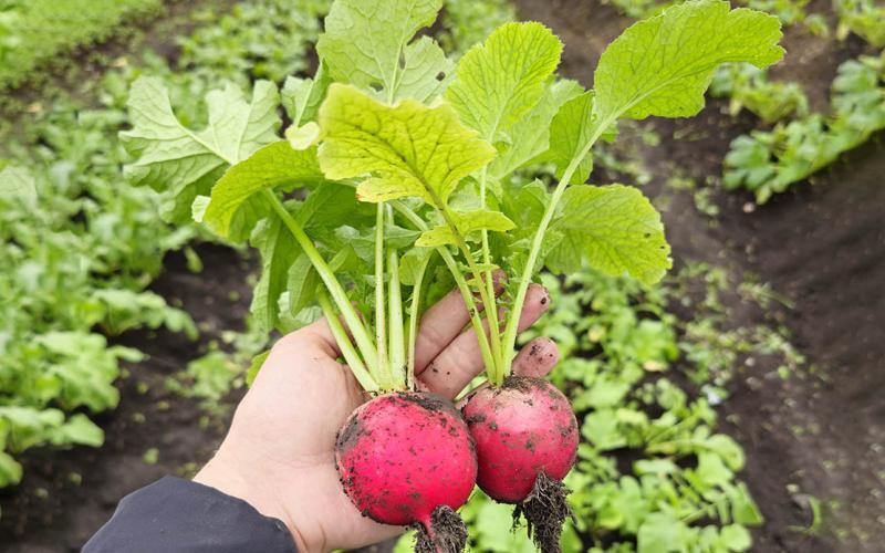Brindan Asistencia para mejorar la producción de huerto en Poptún