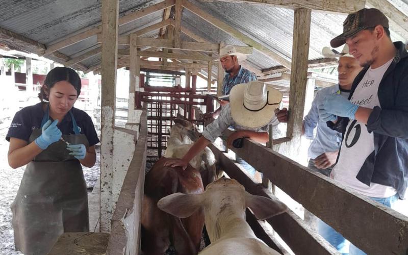 Brindan asistencia técnica para control de brucelosis