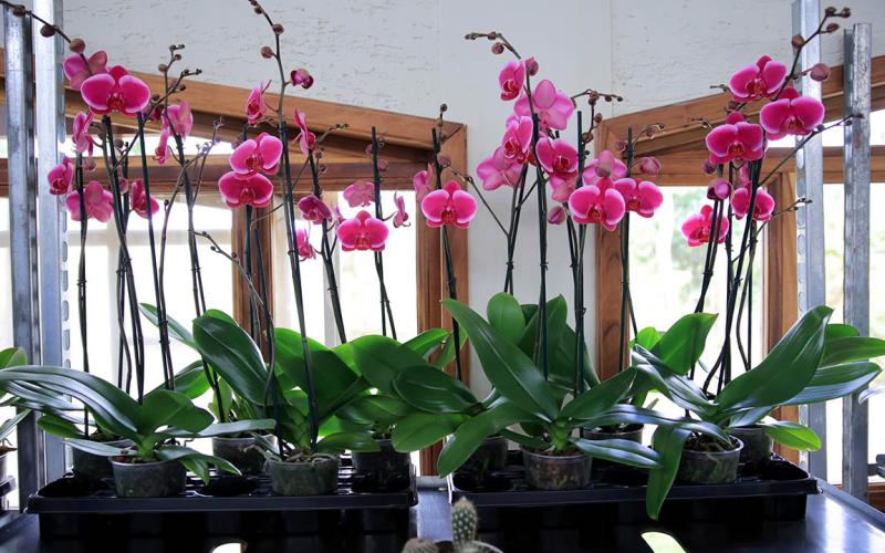 Clima guatemalteco favorece cultivos de plantas ornamentales