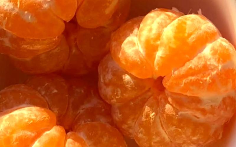 Conozca en dónde se cultiva mandarina en Guatemala