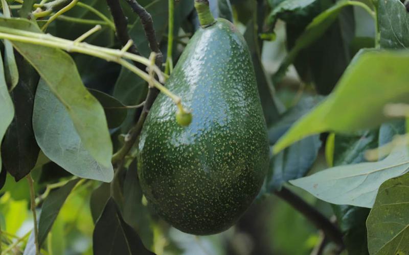 Consumir aguacate es beneficioso para la salud
