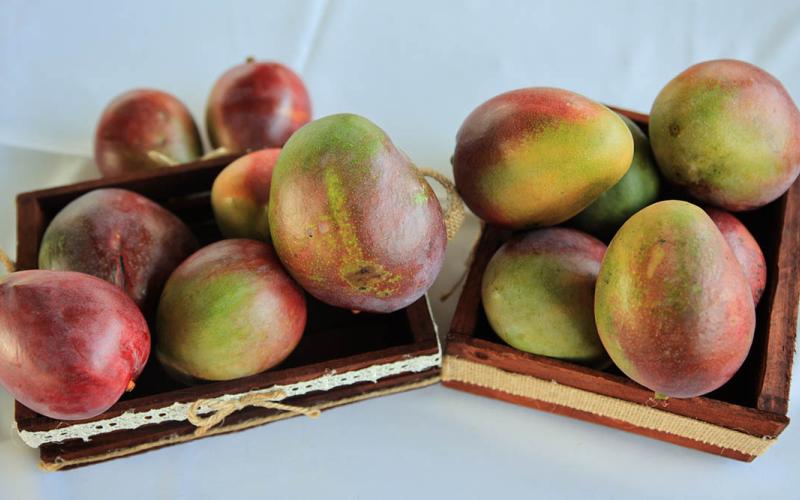 Consumir mango favorece el sistema inmunológico
