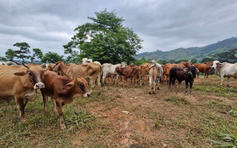 Control del Gusano Barrenador del Ganado: 87.72 % de los casos recuperados