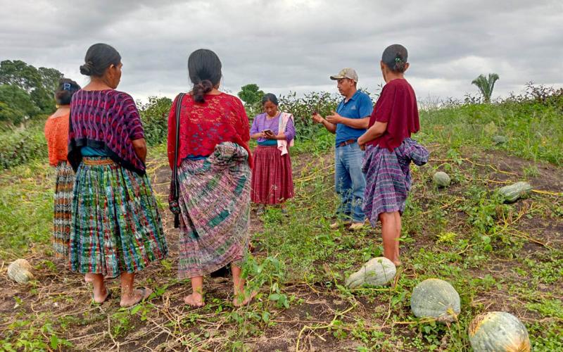 Cosechan frutos de huertos comunitarios en Sayaxché