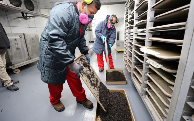 Dispersan alrededor de 37 millones de moscas estériles del Gusano Barrenador del Ganado