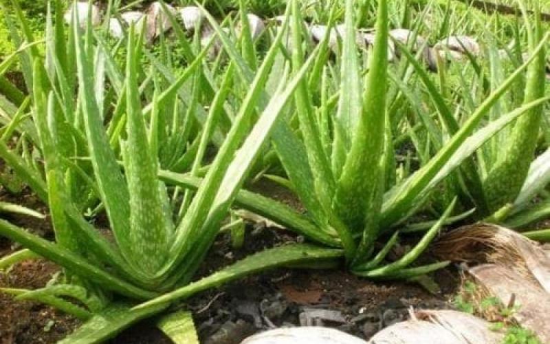 El aloe vera o sábila, una planta muy apreciada