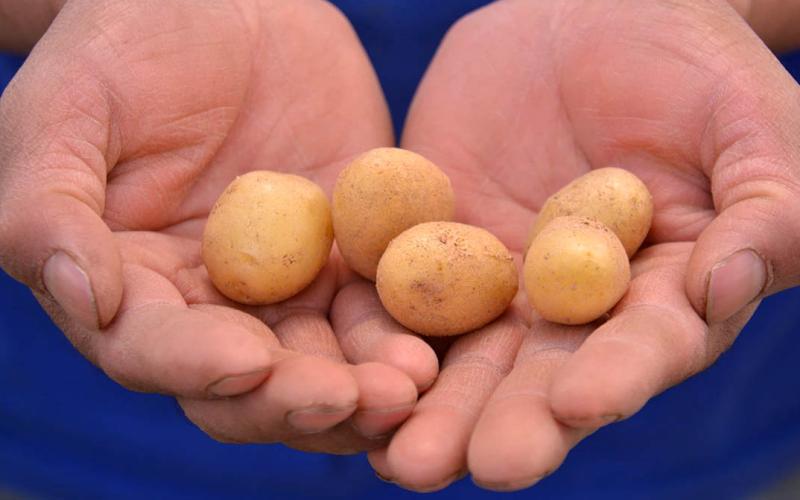 El cultivo de papa se desarrolla en el altiplano del país