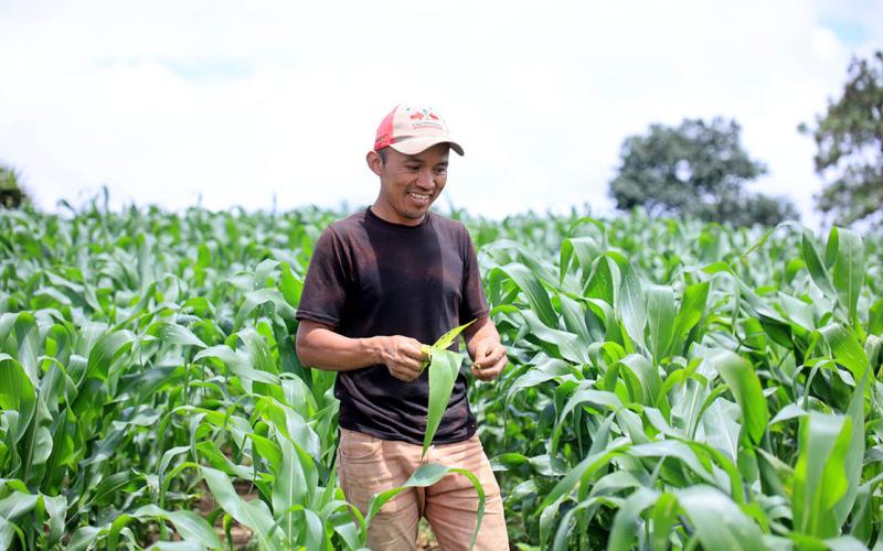 El despuntado de la milpa optimiza el desarrollo del maíz