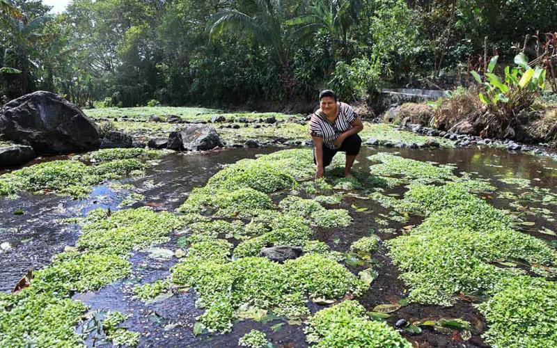 El berro es una hortaliza acuática