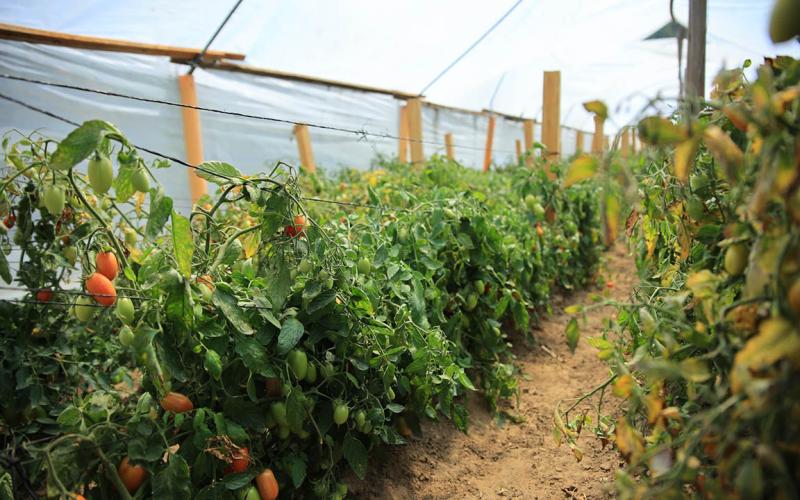 Estos son los beneficios de los invernaderos