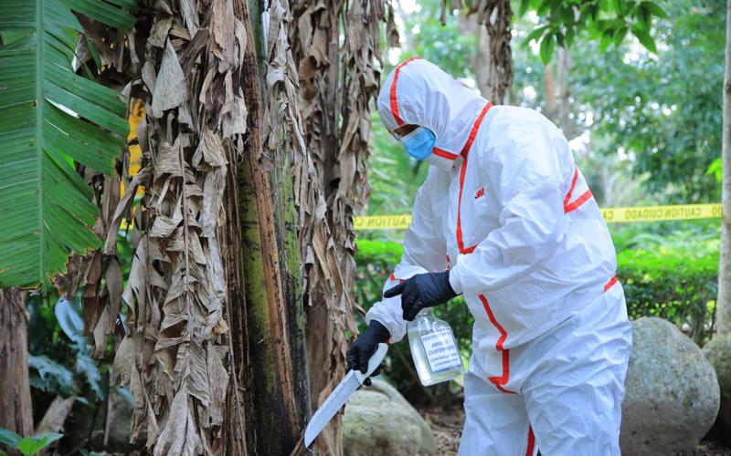 Impulsan fortalecimiento de capacidades para prevenir el Fusarium R4T