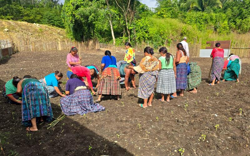 Impulsan producción de chile pimiento en Sayaxché