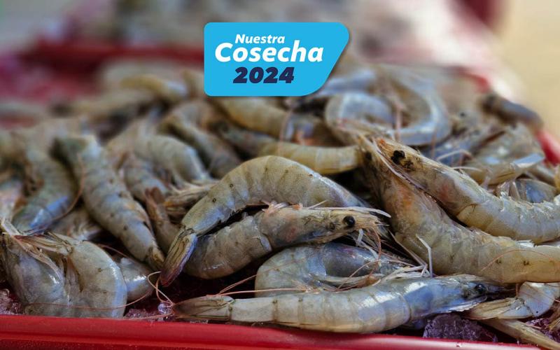 Incremento del 68% en exportaciones de camarón gracias al certificado digital