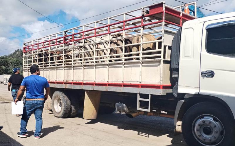 Inspecciones minuciosas en transportes de animales para prevenir el Gusano Barrenador del Ganado