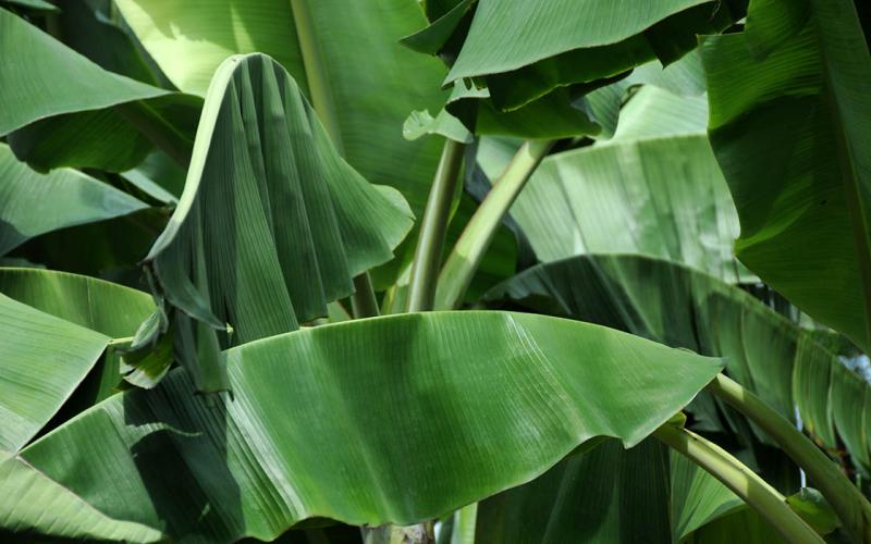 La hoja de plátano, ingrediente básico para elaborar los tamales