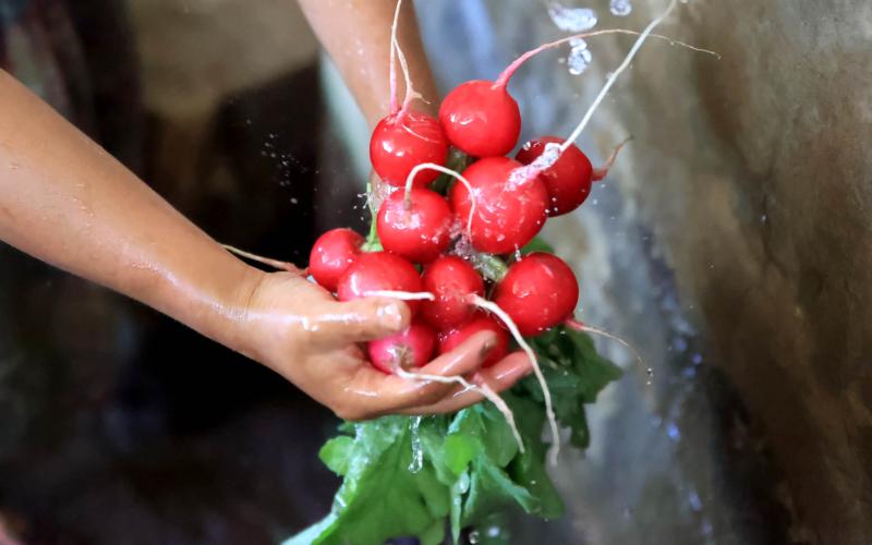 Los beneficios de consumir el rábano 