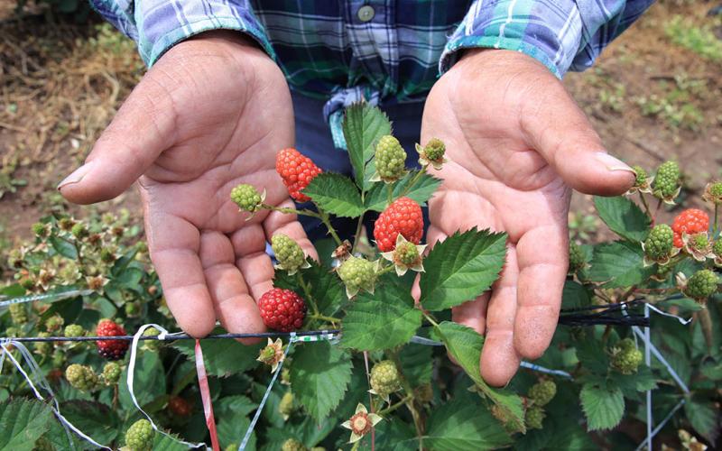 Los beneficios de la mora 