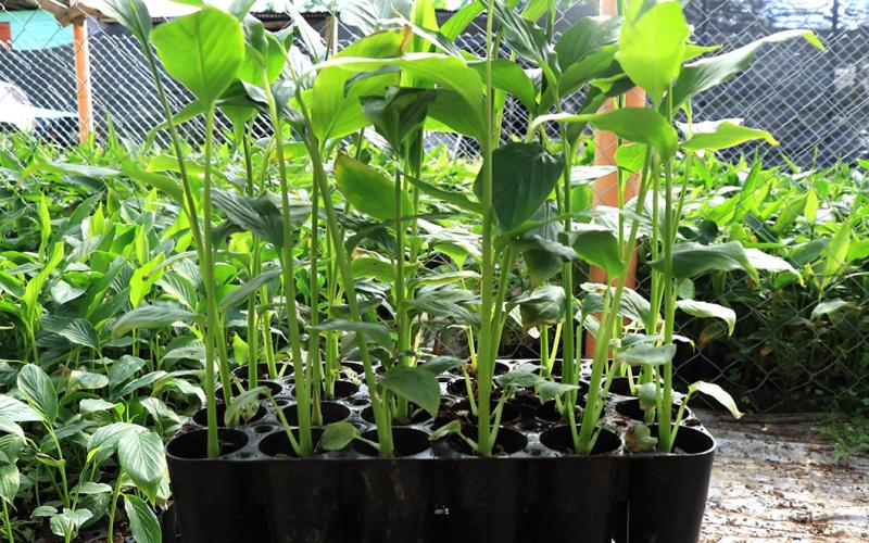 Los pilones de hortalizas permiten optimizar recursos