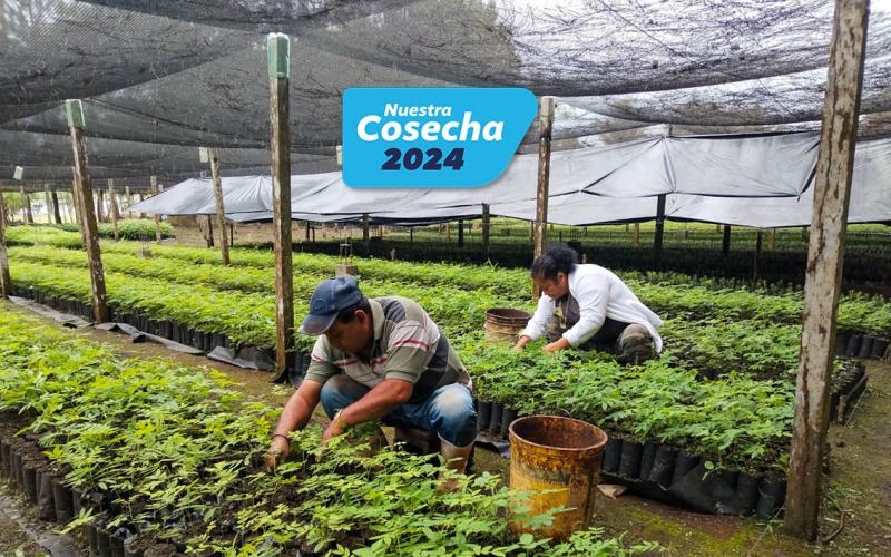 Más de un millón de plantas forestales producidas para la sostenibilidad ambiental 