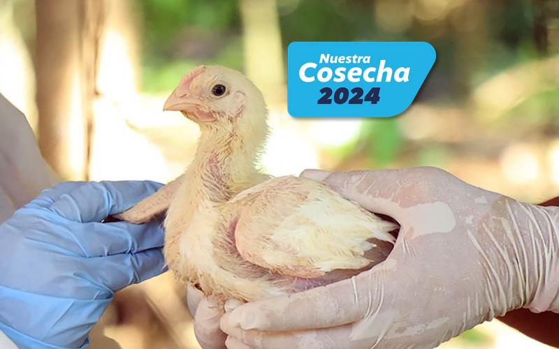 Sanidad animal: Más de 329,000 aves de traspatio vacunadas