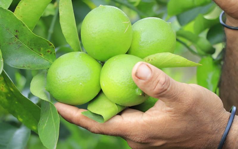 No solo para la gripe es bueno consumir el limón 